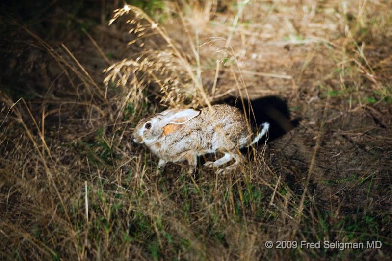 20090614_182831 D3 X1.jpg - Hare (at night), Okavango Delta, Botswana